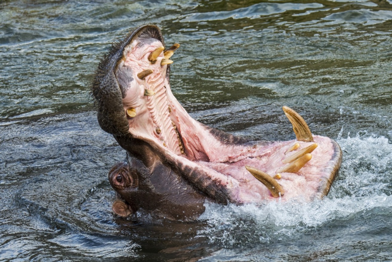 Six people have been killed by hippos at Lake Naivasha this year.