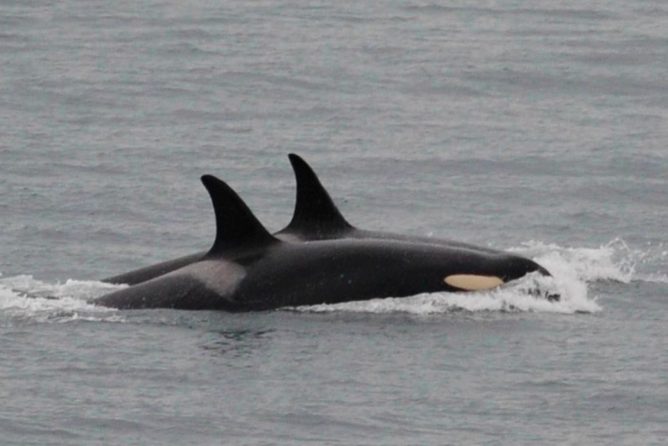 Researchers are relieved to see the bereaved killer whale returning to typical behaviour.