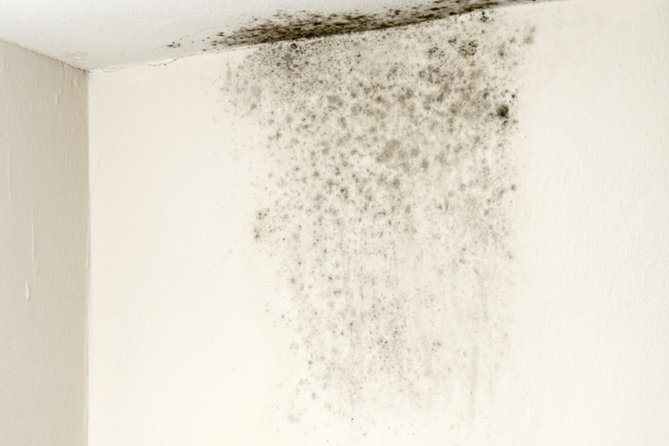 Exposure to toxic mould can have devastating effects on health.