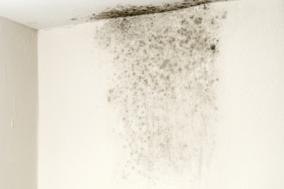 health dangers of mould