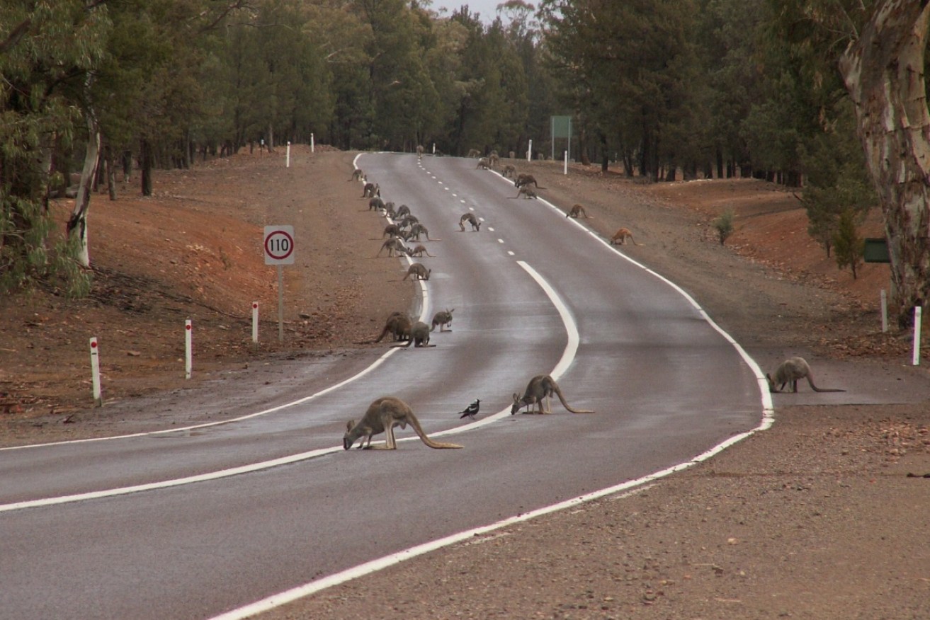 Drought-stricken famers are likely to experience even drier conditions in spring. 