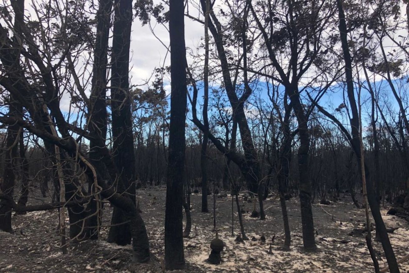 Winter bushfires are troubling fire authorities, who warn there is worse to come.

