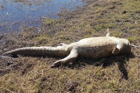 Forensic investigation after 70yo crocodile found decapitated