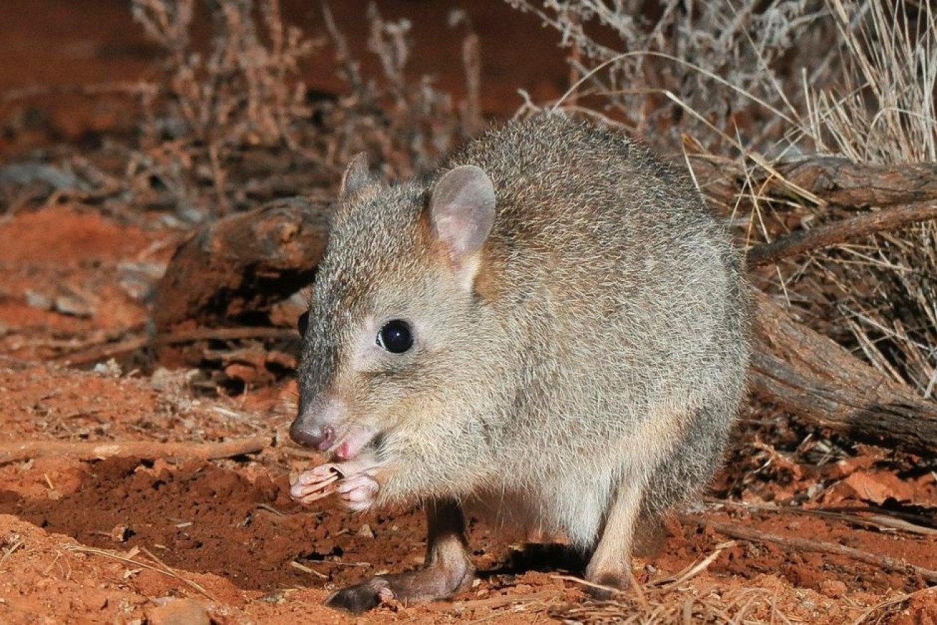 The burrowing bettong has been hauled back from the brink of extinction.