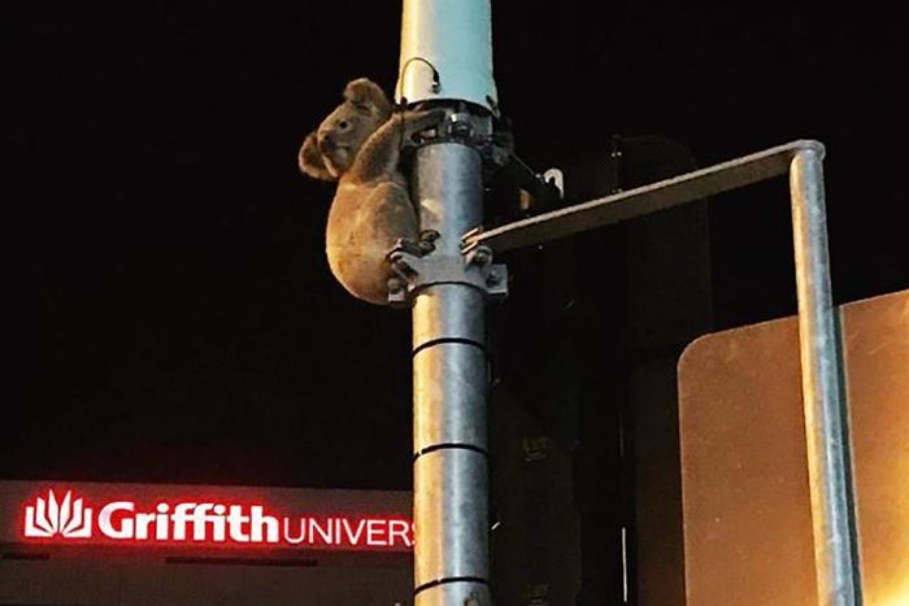 The koala stuck up a Gold Coast power pole.