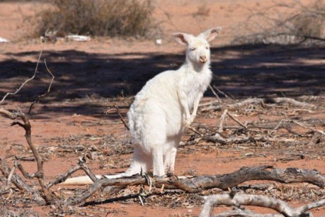 Rare white kangaroos make comeback as drought worsens and predators decrease
