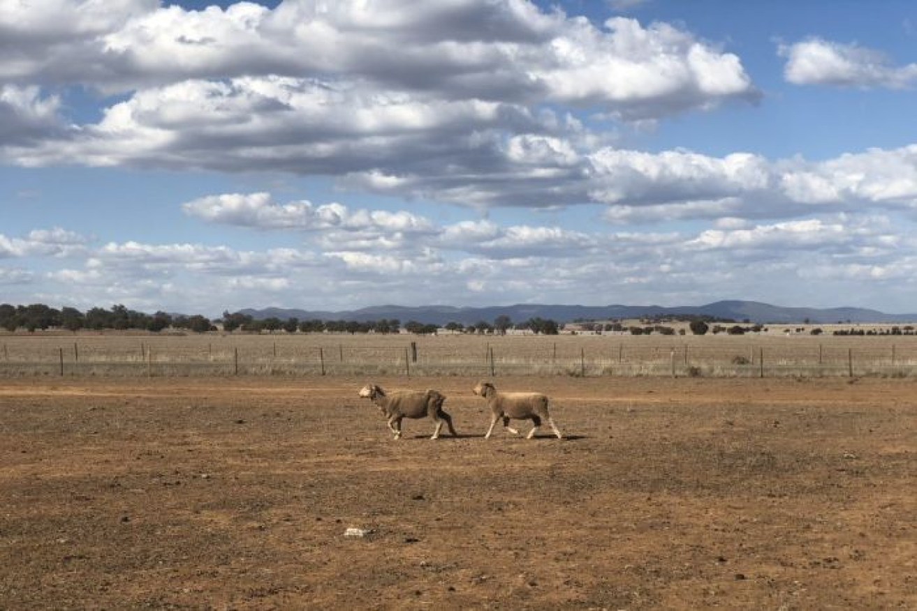 Farmers are calling for the federal government to factor in climate change in a drought policy. 