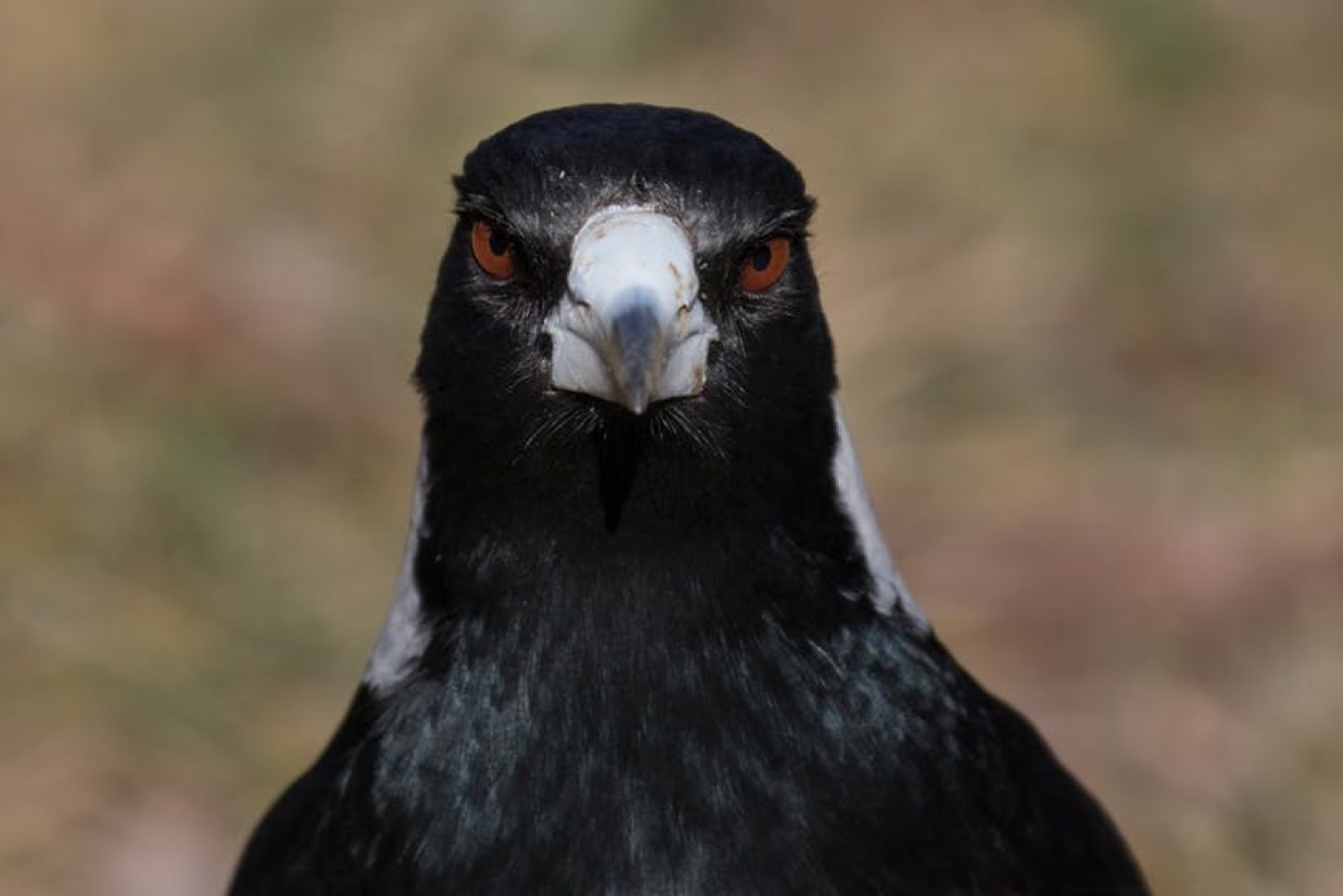 Magpies are breeding, which means swooping. But why do they swoop?
