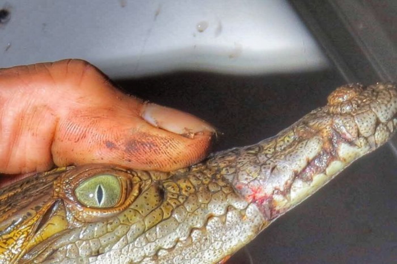  The young crocodile after the tape was removed from around its mouth. 
