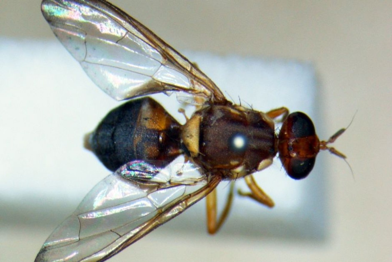 Fruit fly discoveries resulted in a number of exclusion zones.