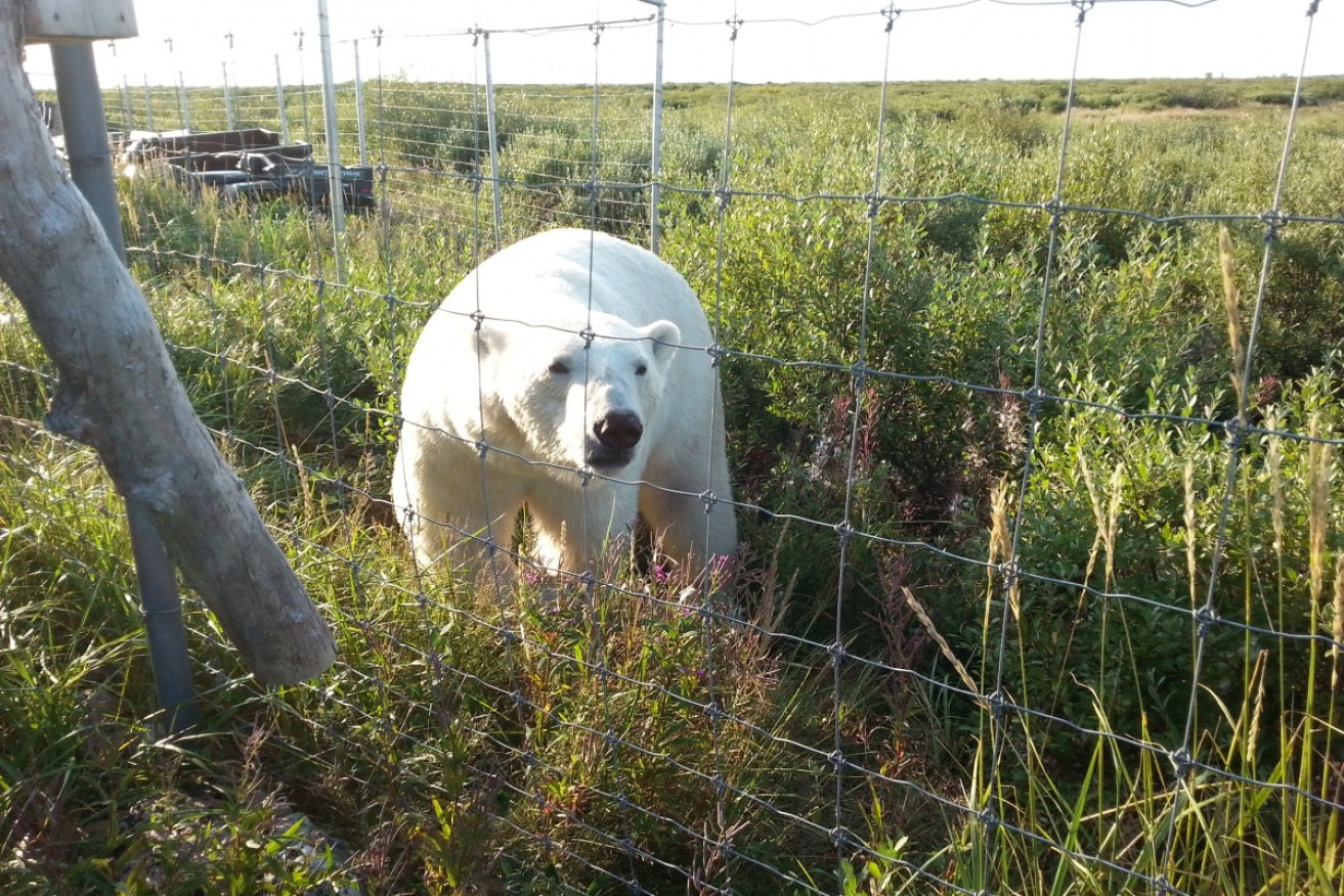 Polar bear tourism is getting easier as the animals spend less time on sea ice. 