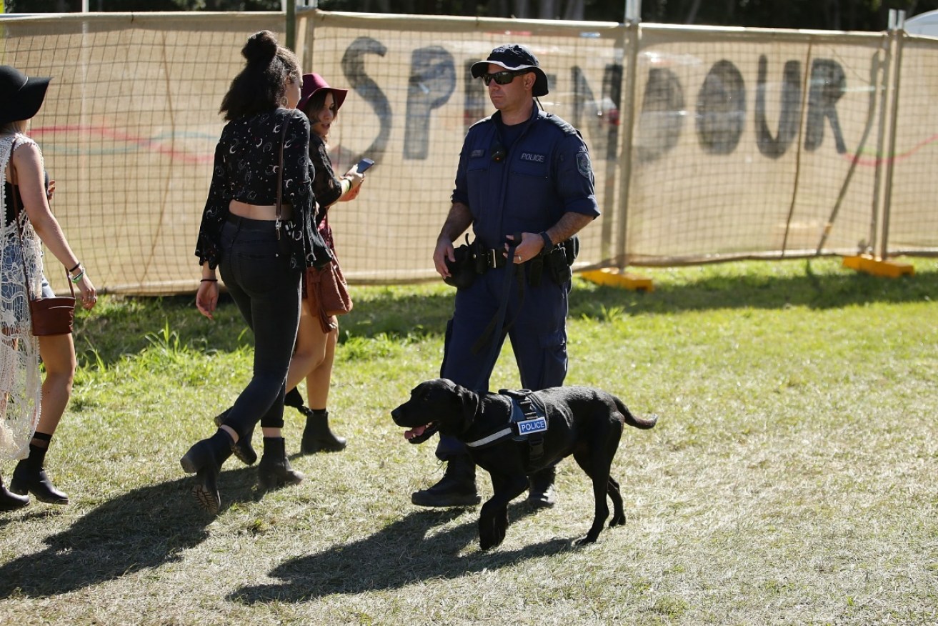 Chances are this drug dog sniffed it wrong three times out of four ar rgw Splendour in the Grass festival.