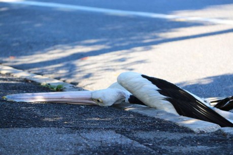 Mystery surrounds dead pelican found on roadside in inner Brisbane