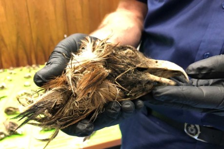 Man charged over deaths of more than 100 wedge-tailed eagles in Gippsland