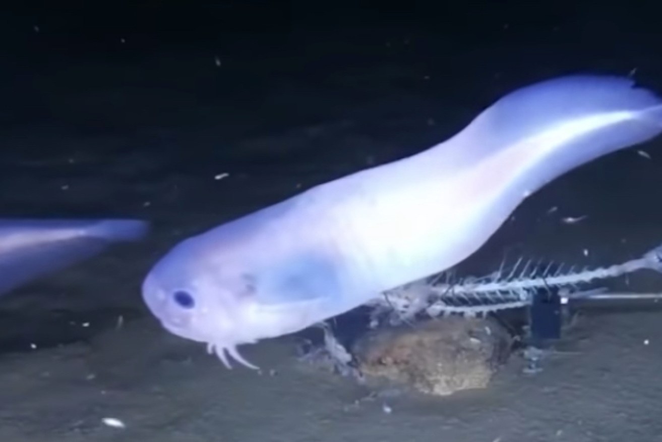 Conservationists fear the quest for minerals will shatter the pristine deep-sea environment. <i>Photo: YouTube</i>
