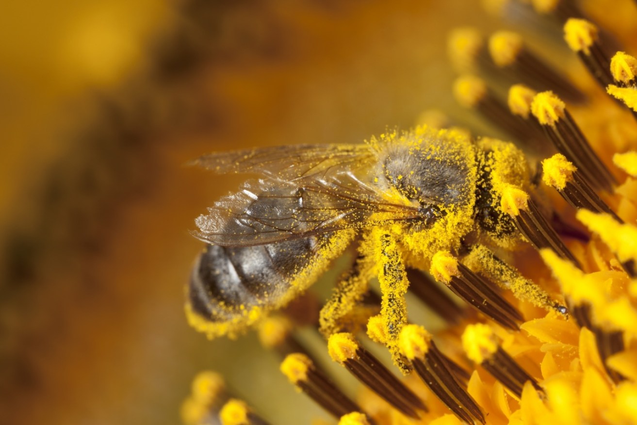 Bees are vital for pollinating crops, meaning the varroa mite could ruin two industries. <i>Photo: Getty</i>