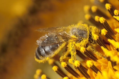 NSW limits bee movements after mite alert