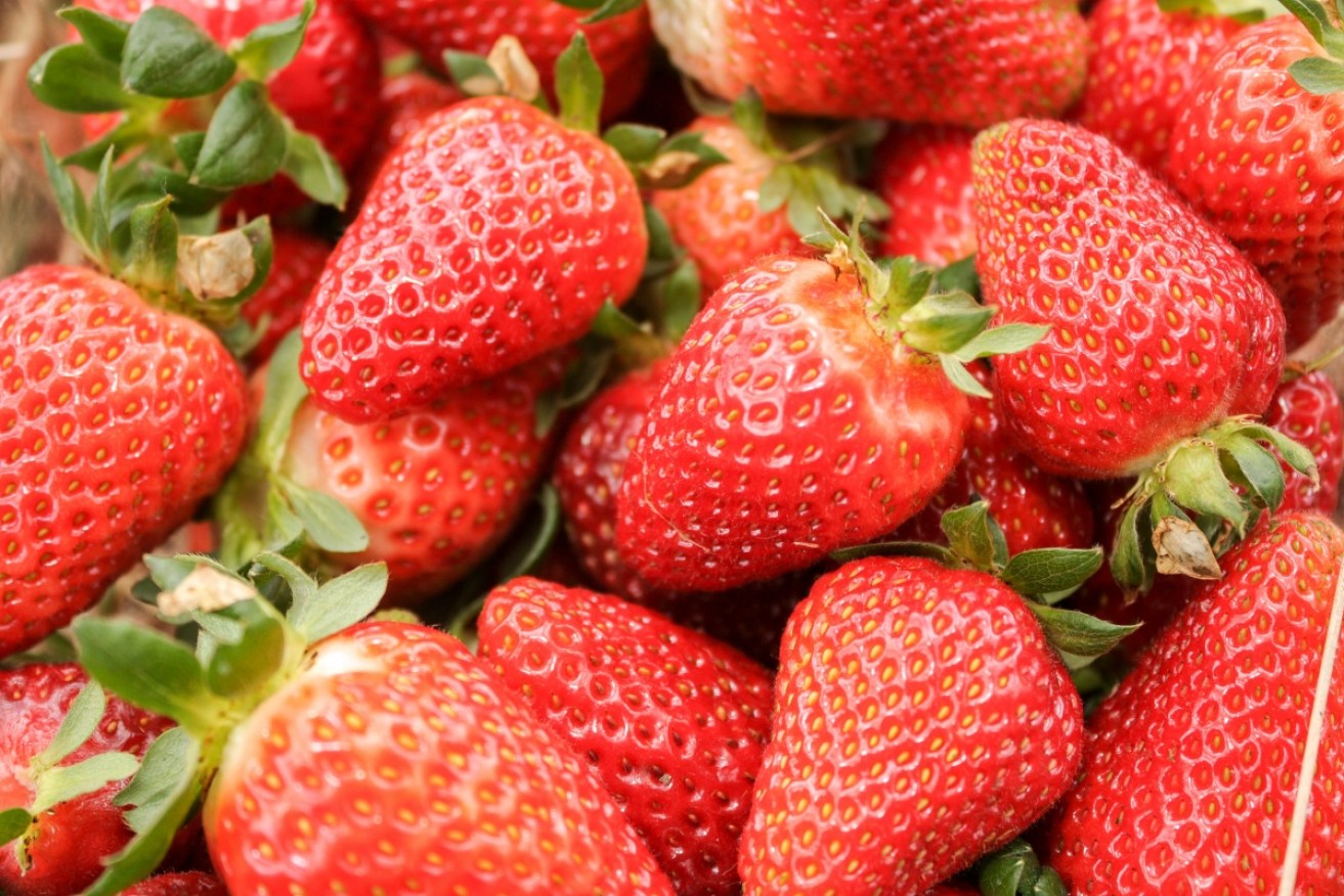 Strawberry growers say they would not be surprised if a disgruntled worker was behind the sabotage.