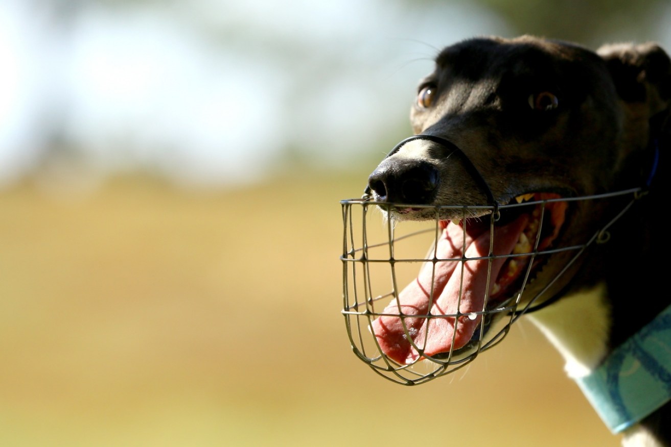 A greyhound trainer has been forced out of the industry after authorities found a lure.