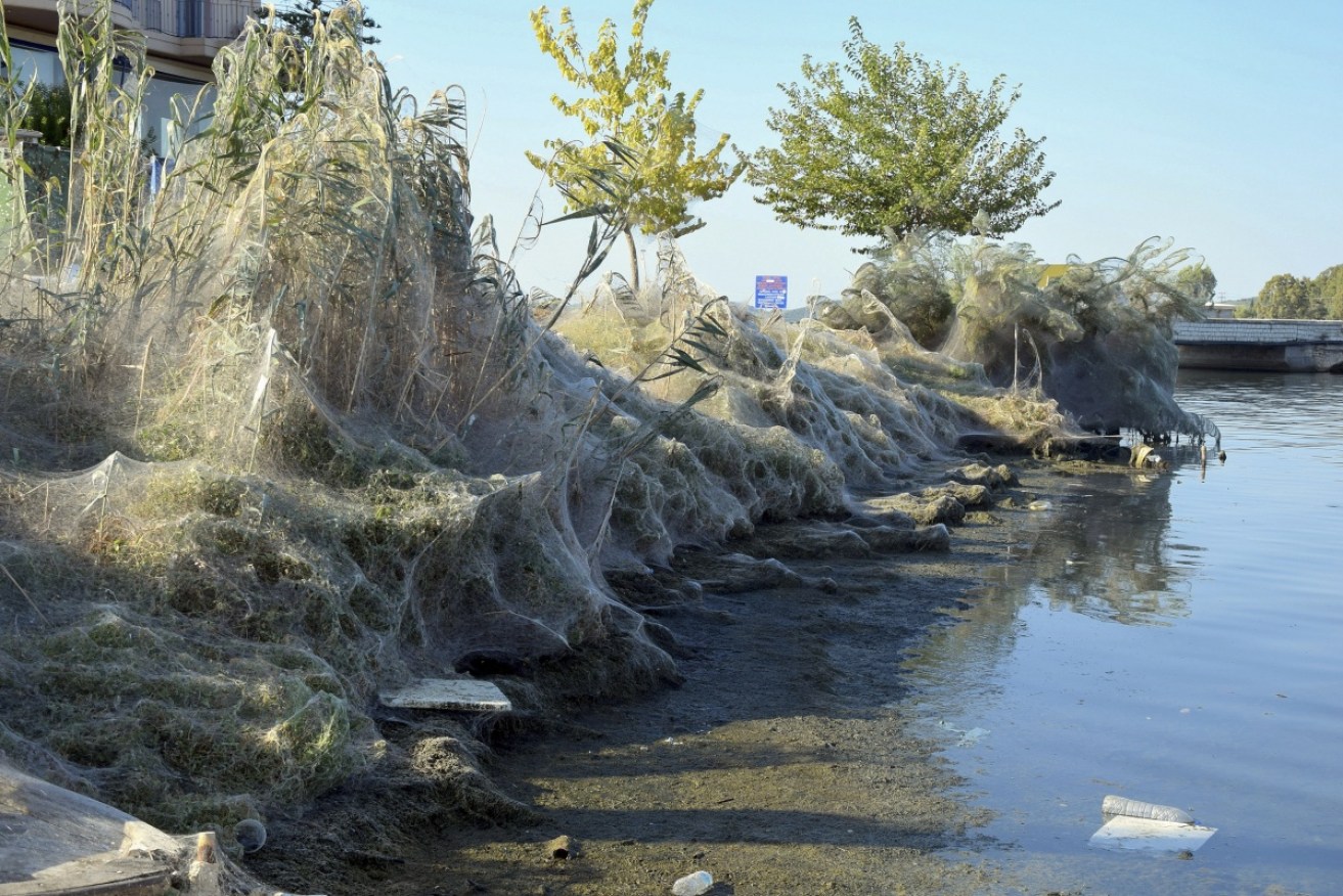 Trees and vegetation along the lagoon shore are covered in sticky spider web.