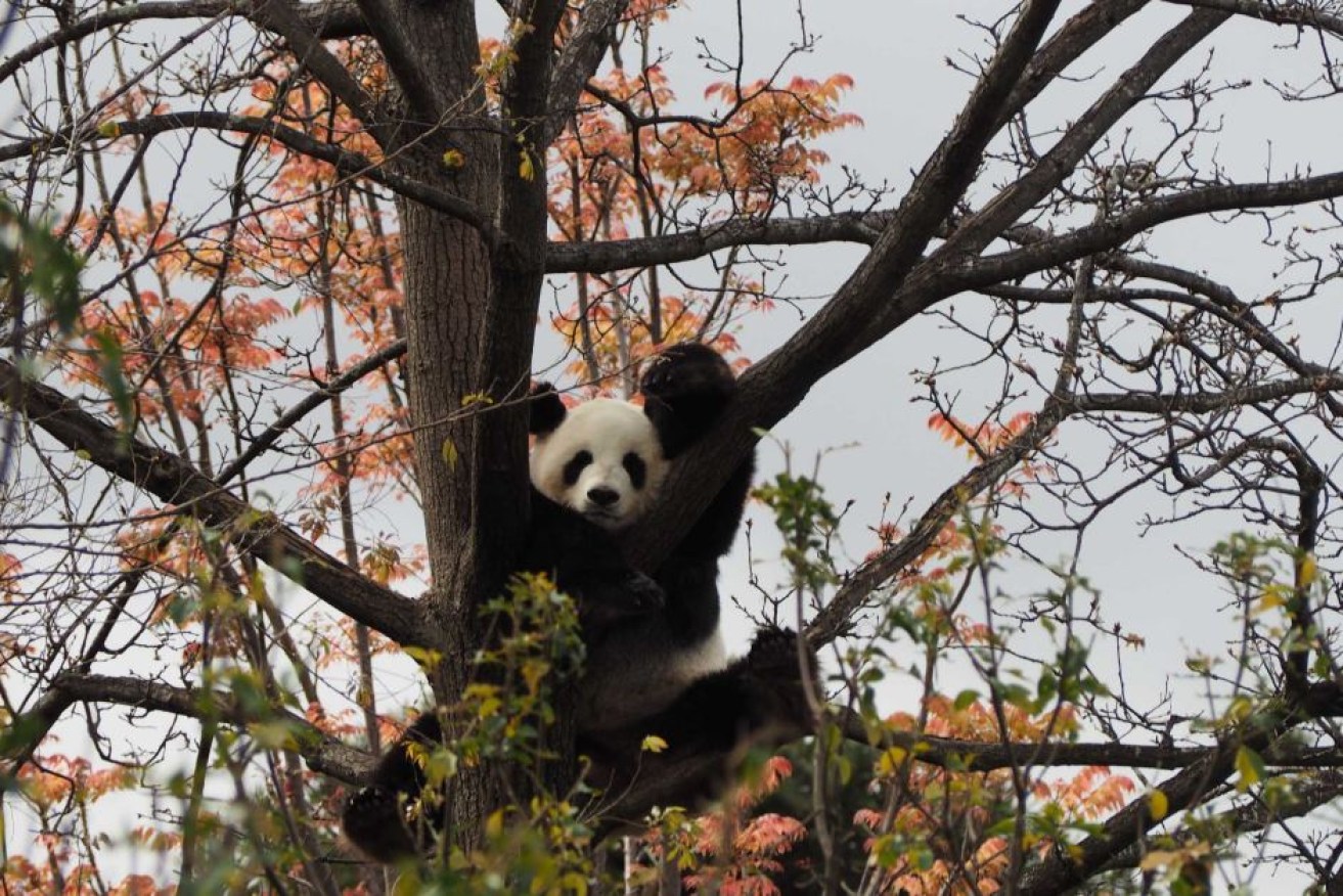 Adelaide Zoo's panda Fu Ni enjoys sitting in a tree, but does she know about the birds and the bees?