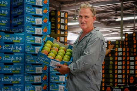 Mango season heats up in Northern Territory as thousands of trays head south to markets