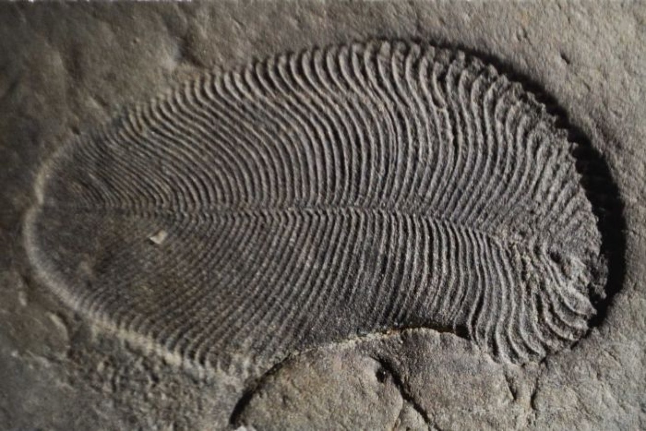 Scientists analysed beautifully preserved Dickinsonia fossils discovered in Russia.