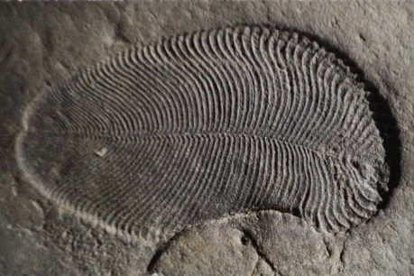 Fossilised fat confirms this Ediacaran fossil is Earth&#8217;s oldest known animal
