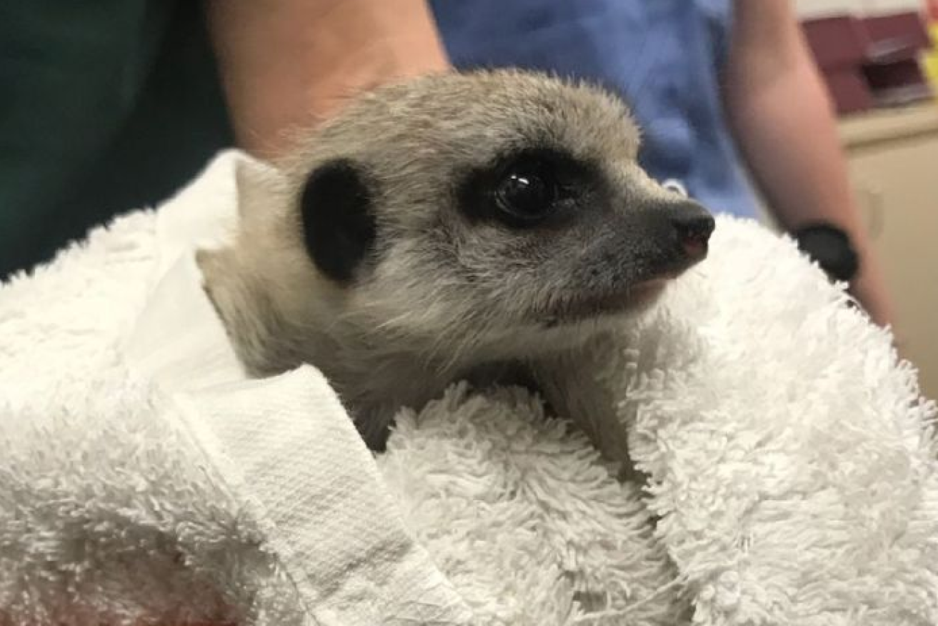 Cute as a button and anxious to get back with mum, the baby meerkat  stolen from Perth zoo.