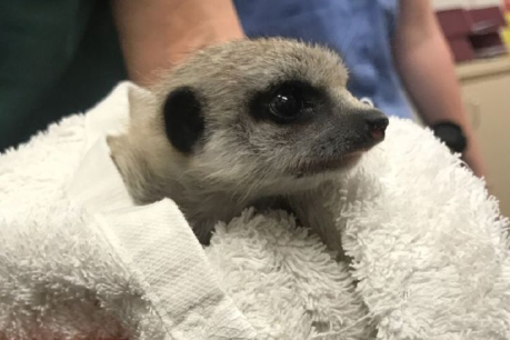 Woman who kept meerkat stolen from Perth Zoo given suspended jail term