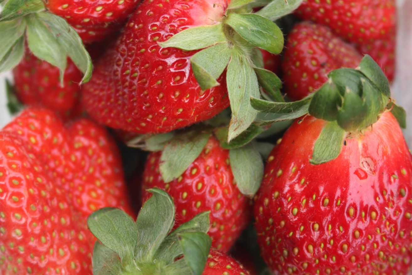 The Australian strawberry contamination scare created chaos in the industry. 