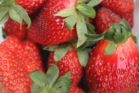 Queensland strawberry accused granted bail