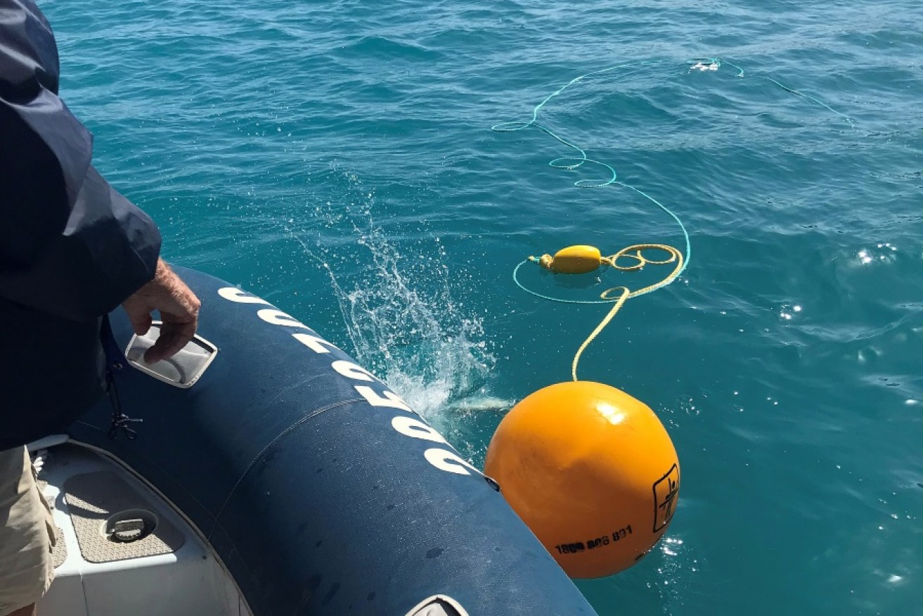 Shark control equipment is deployed at Sawmill Bay after two shark attacks in the Whitsundays last year.