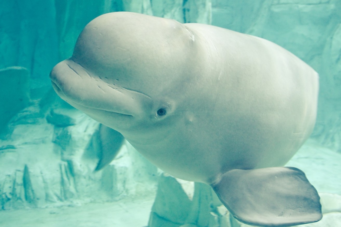Authorities are hoping the beluga whale will make its way back to the Arctic ocean from England. 