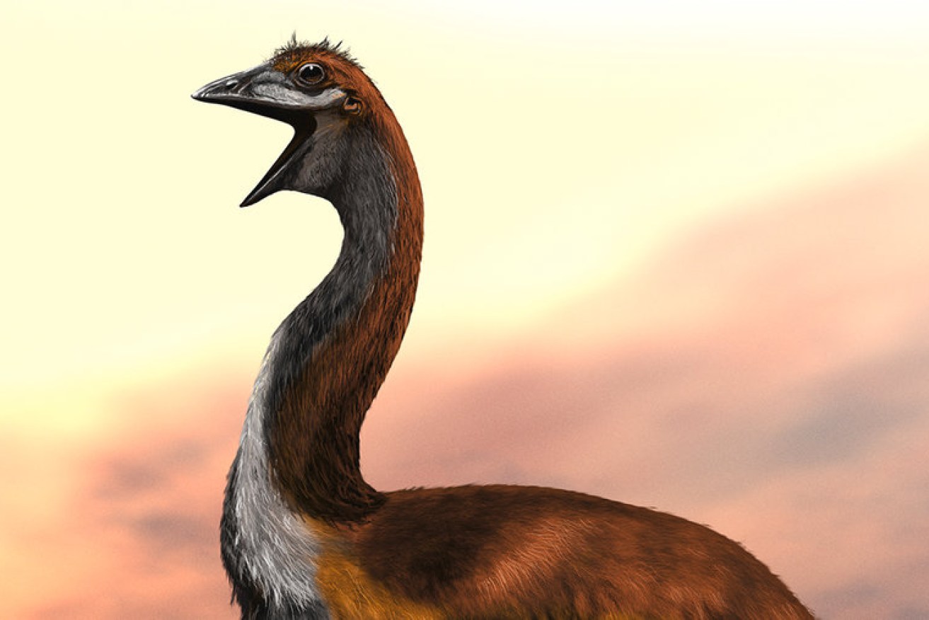 Meet the biggest bird of all – Vorombe titan.