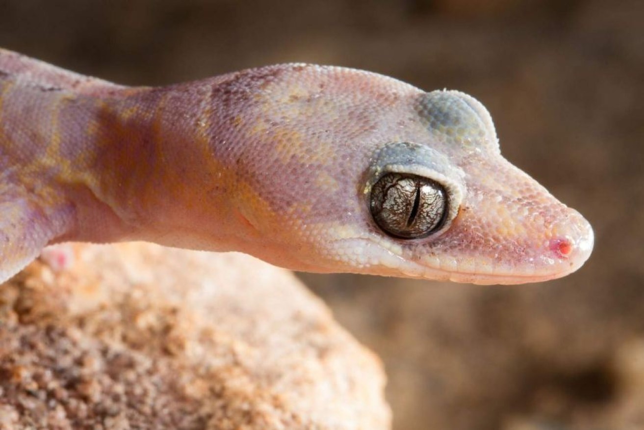 Researchers have discovered a new species of silver-eyed velvet gecko in north Queensland.

