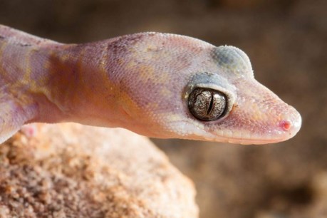Gecko discovery: Researchers hail new &#8216;spectacular&#8217; species as significant find