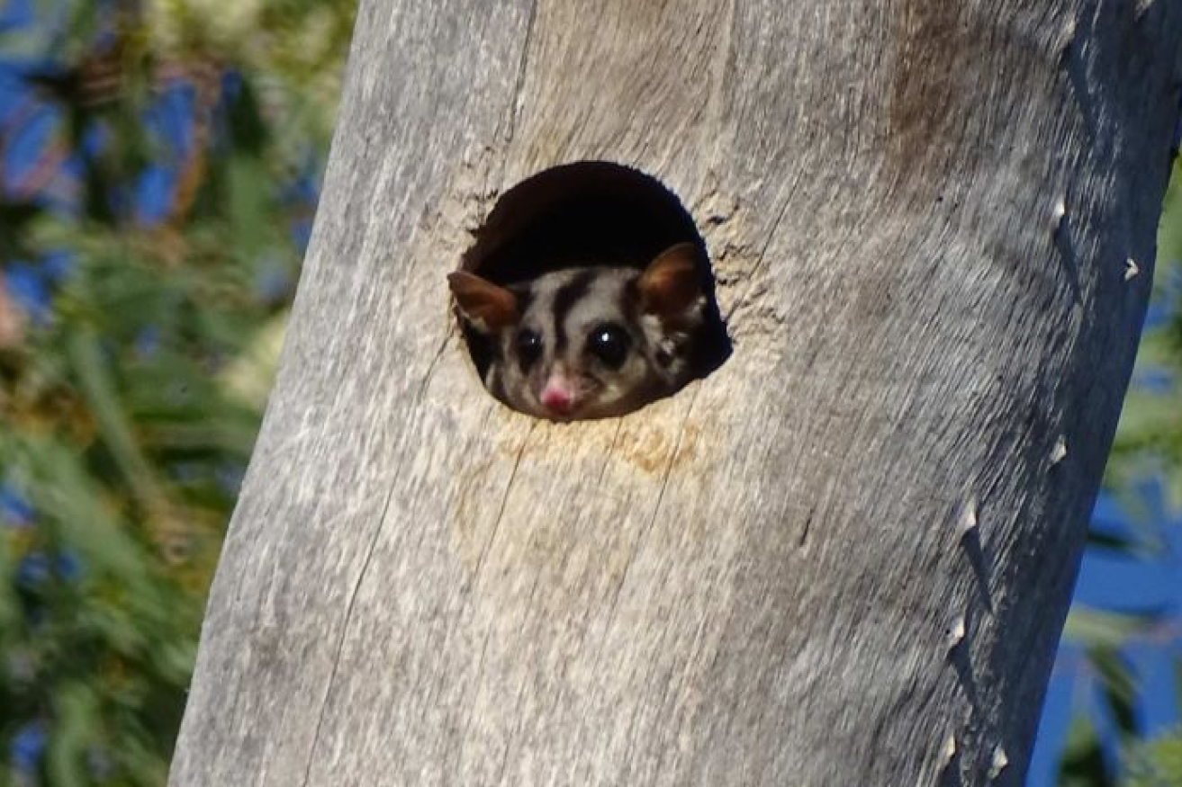 Cute but deadly if you're a swift parrot, this sugar glider could be marked for death itself.