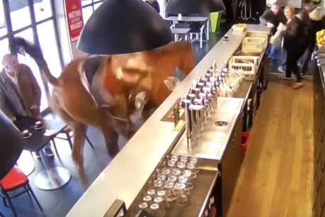 A horse stumbles into a bar …