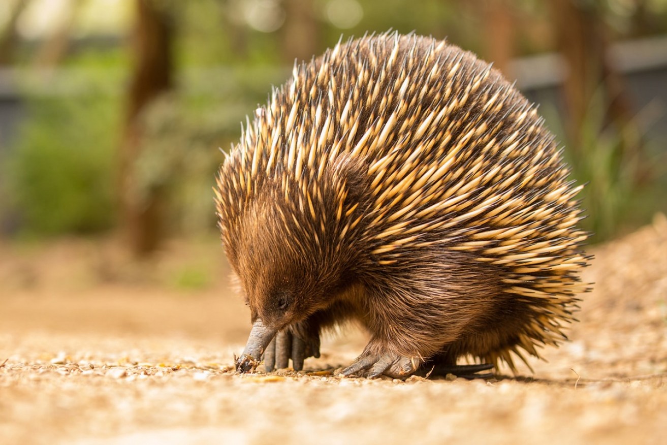 They aren't cuddly, whioch helps to explain why echidnas are so widespread.<i>Photo: AAP</i>