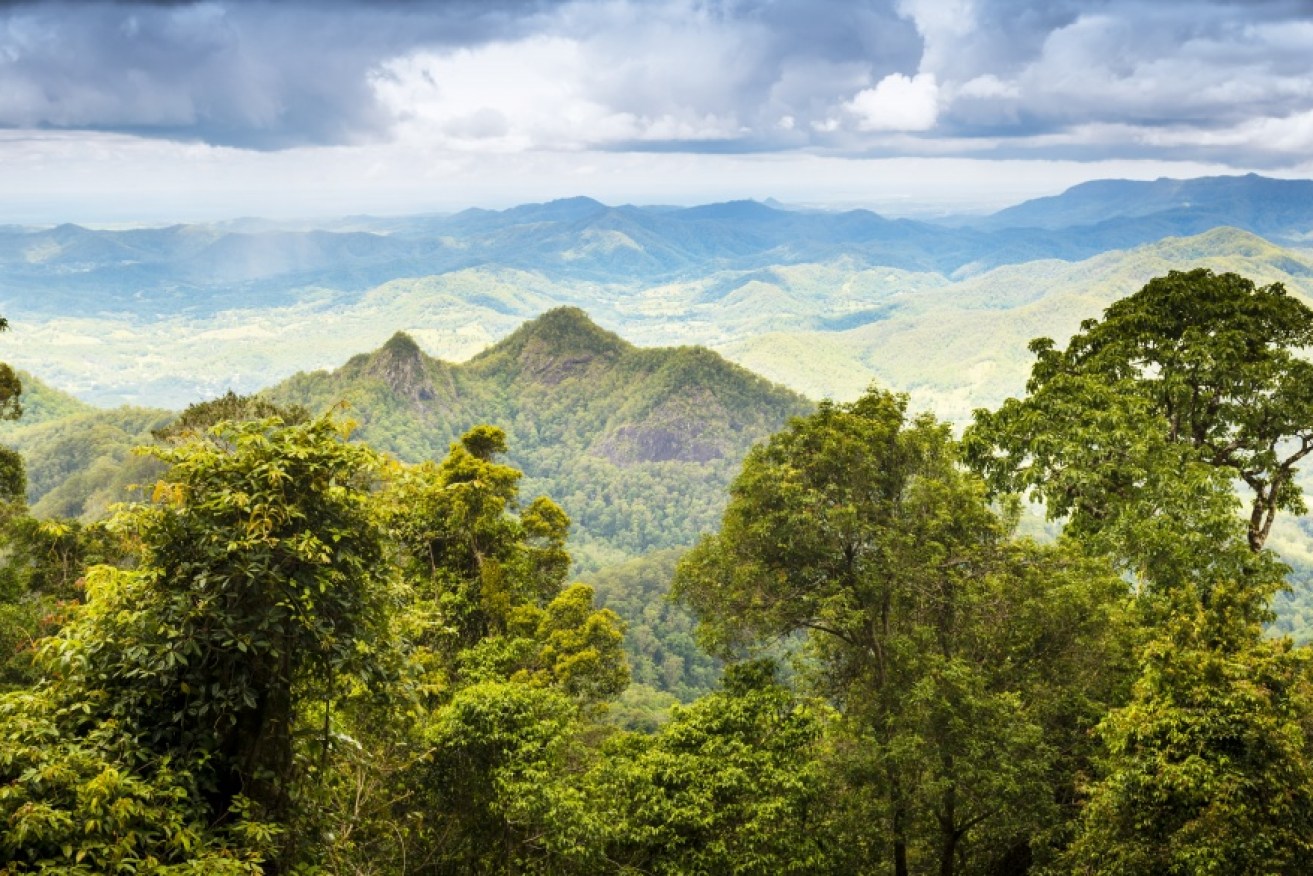 Queensland rainforest, as seen from Mount Warning.