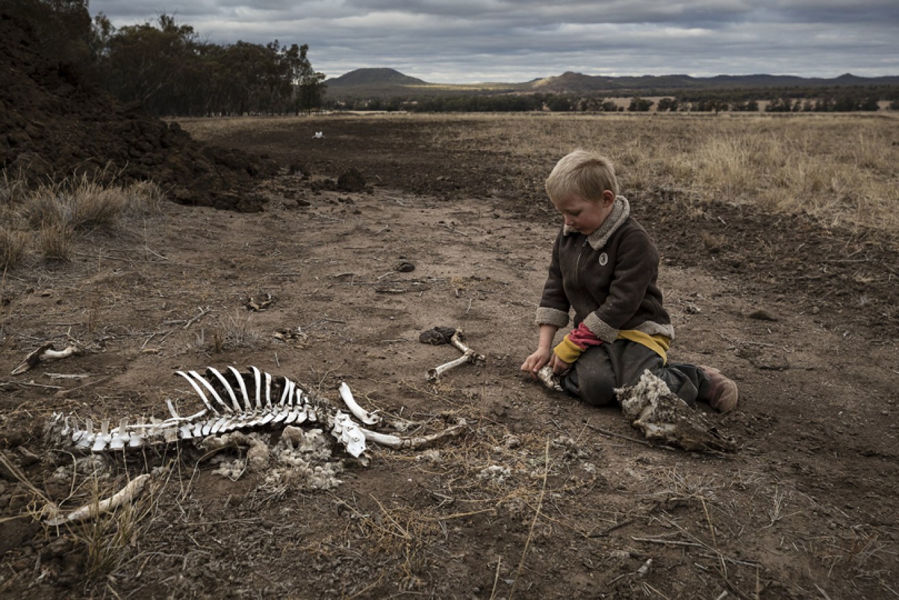 Harry Taylor, 6, plays with the bones of dead livestock on his family’s farm in drought-hit NSW.