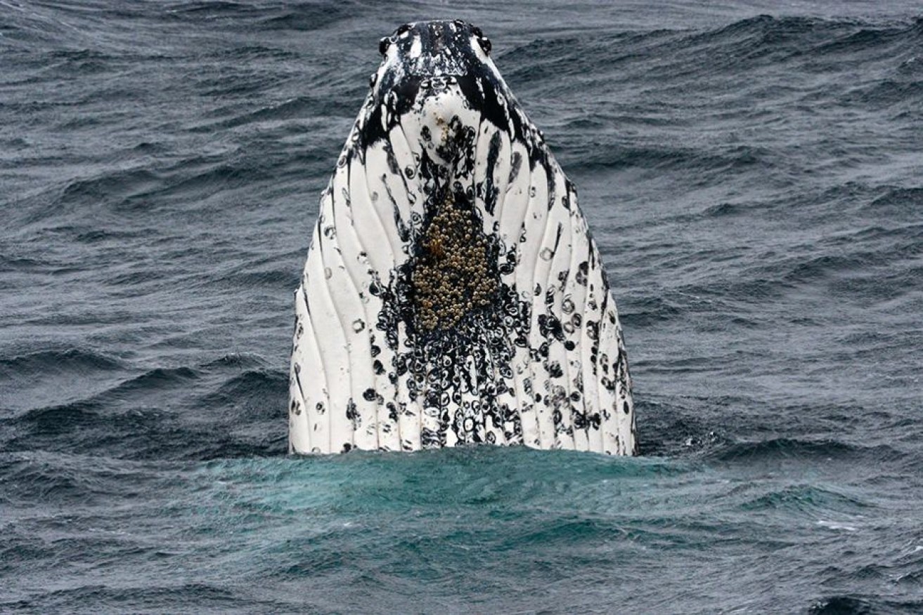 The seamounts are a magnet for whales because of spikes in nutrient growth.

