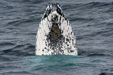 Whales, seabirds drawn to chain of volcanic seamounts off Tasmanian coast