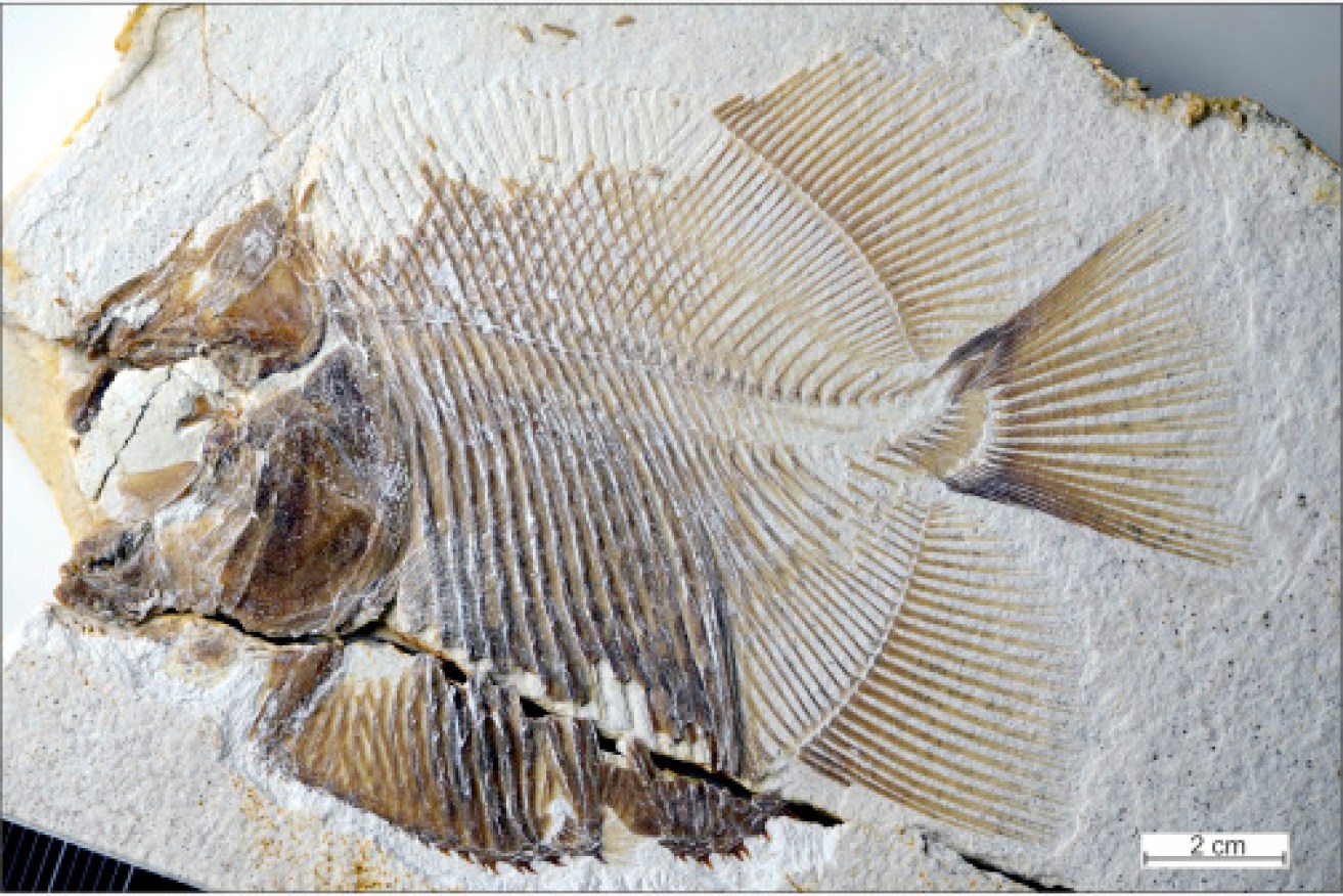 Scientists have discovered the fossil of a fish that resembles today's piranhas but lived 152 million years ago.