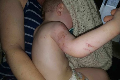 Family saves toddler from being crushed by python