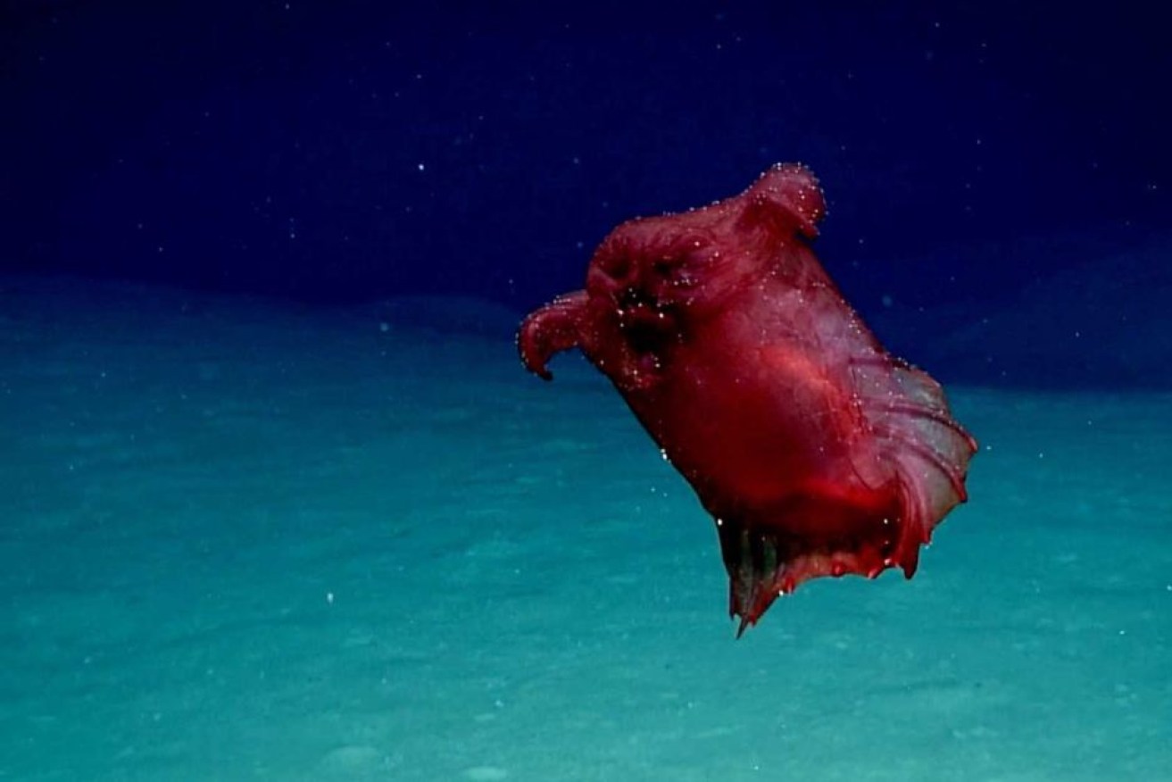 The headless chicken monster was first filmed last year in the Gulf of Mexico.

