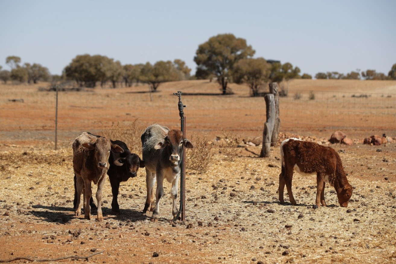 Cattle at a property in Quilpie, in south-west Queensland in late August. Photo: AAP