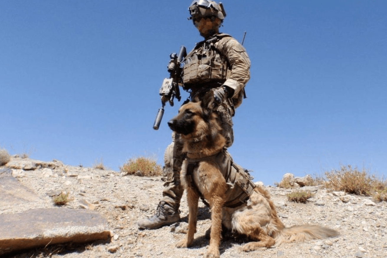 Kuga, shown here with his handler, not sniffed out the Taliban ambush, he attacked and drove off the insurgents.