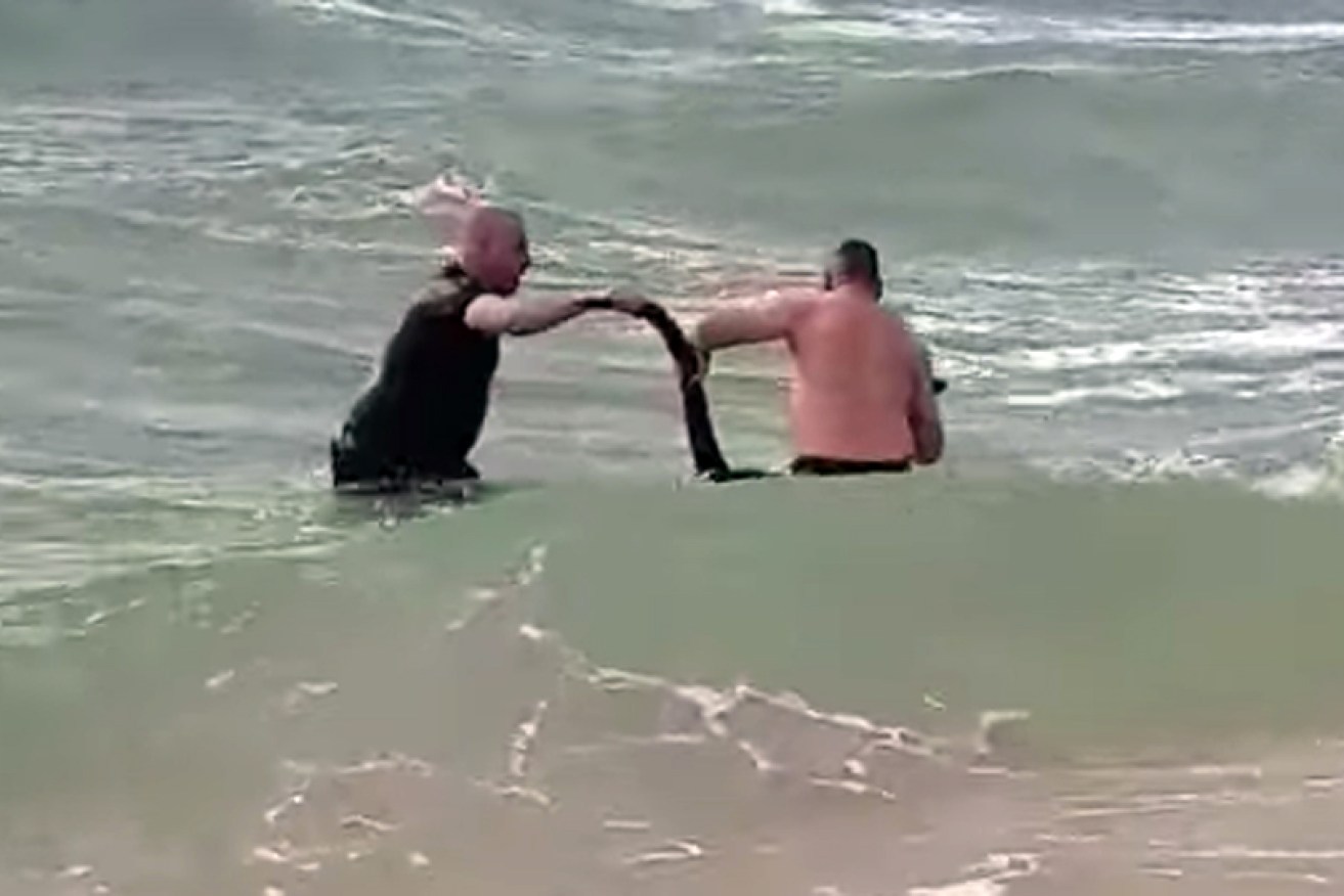 Police officers save a kangaroo from the surf. 